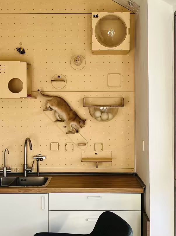 適我并適它，人寵共居的理想家，到底什么樣？